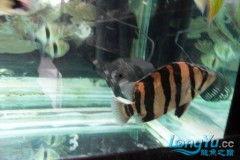 四虎国产精,四虎国产精生成背后的故事与影响